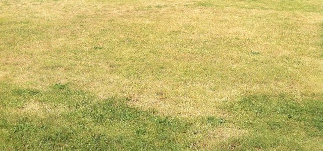 Lawn Over Fertilized: How You Can Reverse And Repair