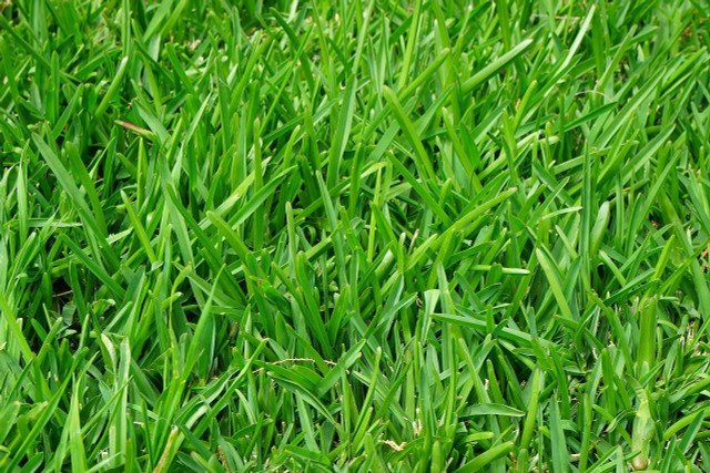 Reuse Lawn Clippings Instead Of Throwing Them Away: 4 Tips