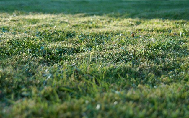 Reuse Lawn Clippings Instead Of Throwing Them Away: 4 Tips