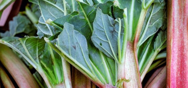 How To Use Rhubarb Leaves: Don't Throw Them Away!