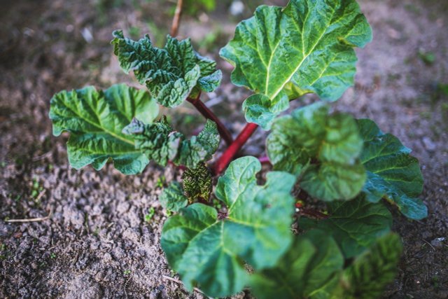 How To Use Rhubarb Leaves: Don't Throw Them Away!