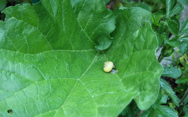 How To Build Your Own Snail Trap: Get Rid Of Them With Natural Means