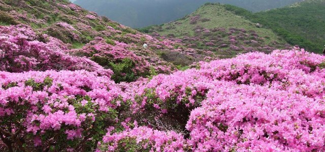 Transplanting Rhododendrons: How To Do It