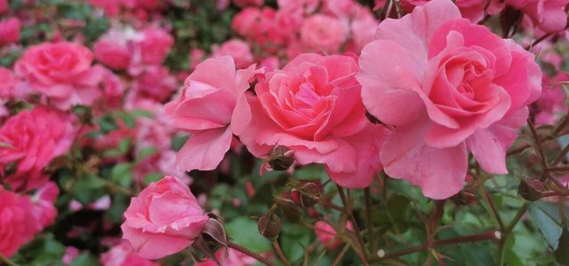 Pruning Roses In Spring And Autumn: What You Should Pay Attention To
