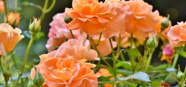 Transplanting Roses: How To Keep The Plant Unharmed