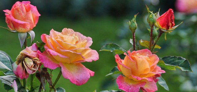 How To Propagate Roses With Cuttings: In A Potato Or In Soil