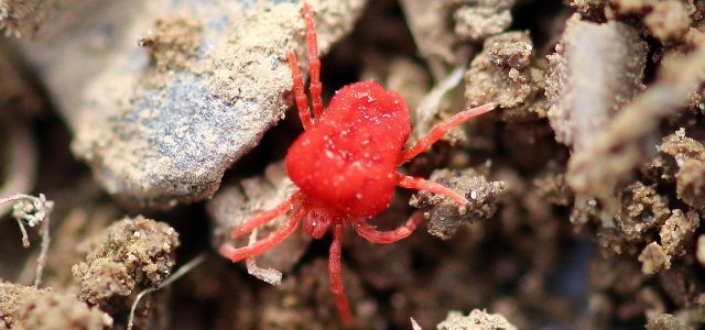 Red Velvet Mites: Why They Are Useful For Your Garden