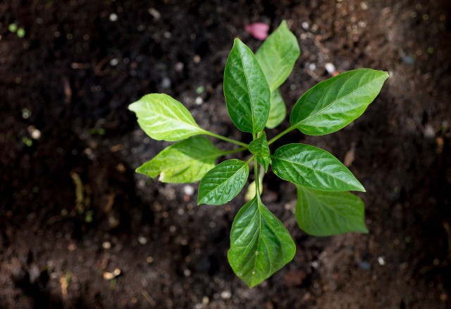 How To Pre-plant Peppers