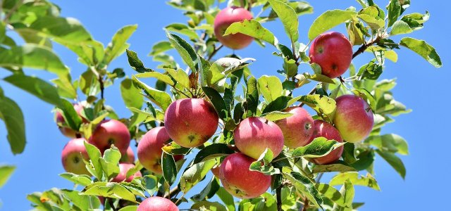 Columnar Apple: How To Plant, Prune And Care For The Tree