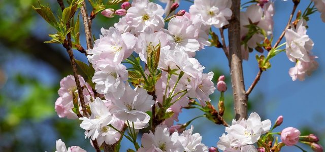 Pruning, Care And Planting Columnar Tree: Tips For Garden And Balcony