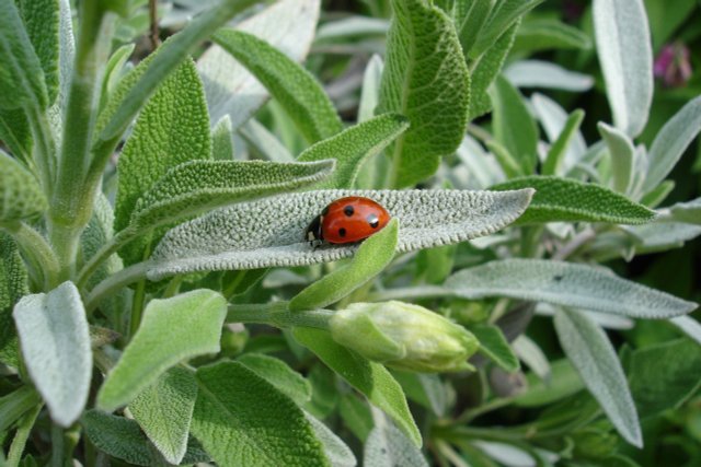 How To Harvest And Dry Sage