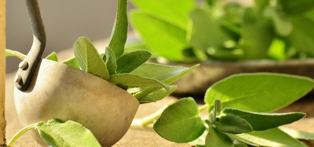 How To Harvest And Dry Sage