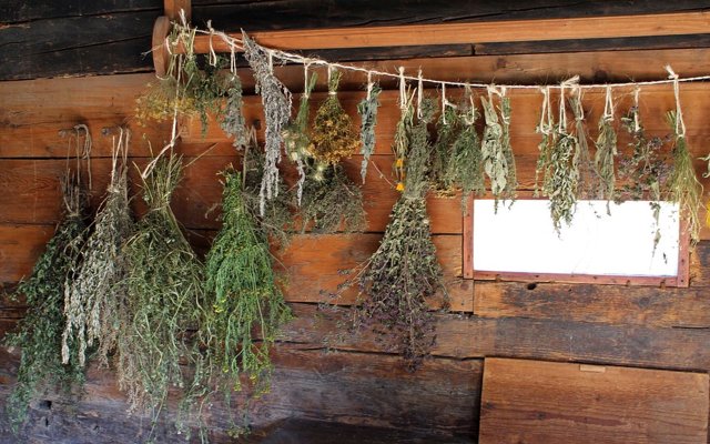 How To Harvest And Dry Sage