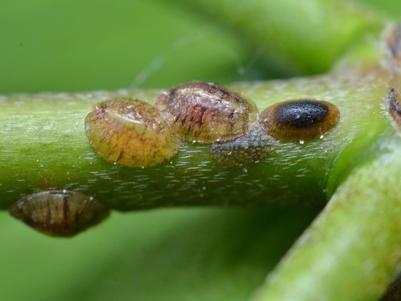 Scale Insects On Lemon Tree