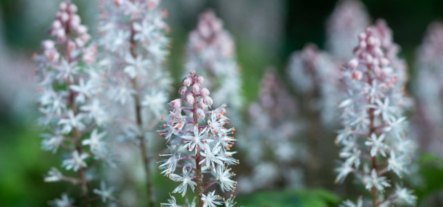 How To Plant And Care For Foam Flower In The Garden