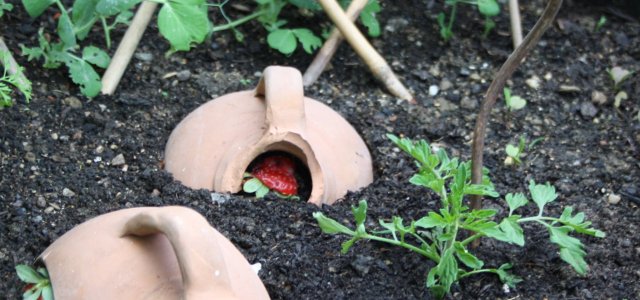 How To Build Your Own Snail Trap: Get Rid Of Them With Natural Means