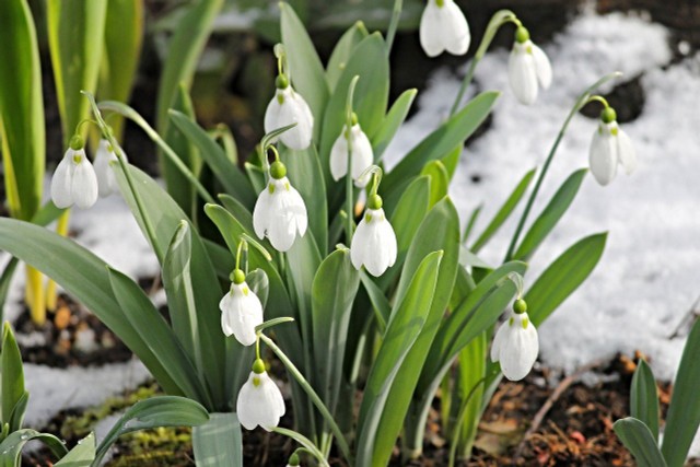 Winter Hardy Flowers: 5 Beautiful Varieties