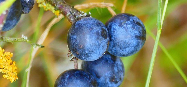 How To Plant And Care For The Blackthorn Hedge