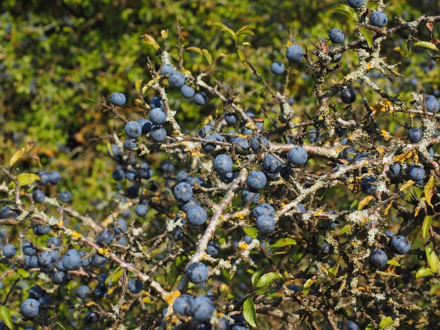 How To Plant And Care For The Blackthorn Hedge