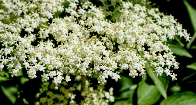 Black Elderberry: Tips For Cultivation, Care And Harvesting