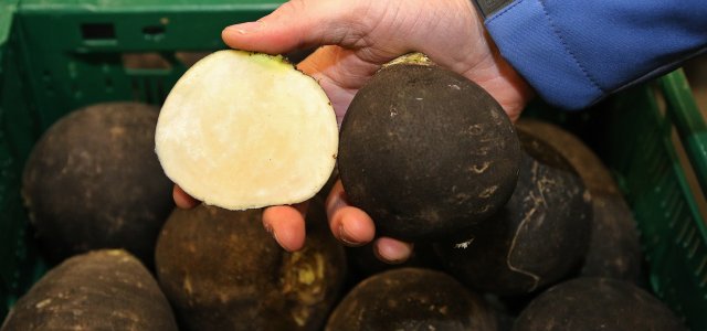 How Do You Grow And Use Black Radish?