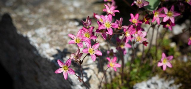 How do you plant Saxifraga?