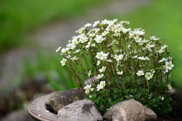 How do you plant Saxifraga?