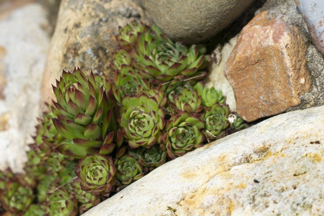 How do you plant Saxifraga?