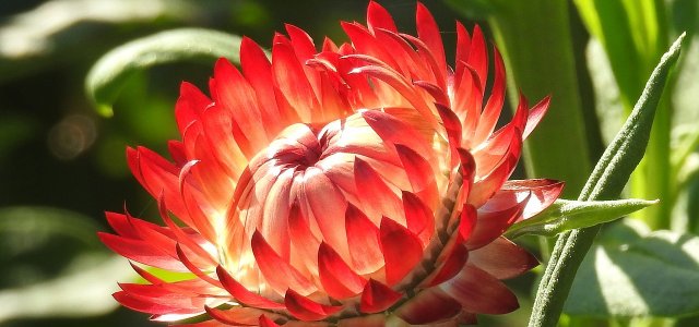 How To Plant, Care And Dry Strawflower