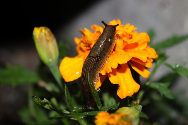 How To Build Your Own Snail Trap: Get Rid Of Them With Natural Means