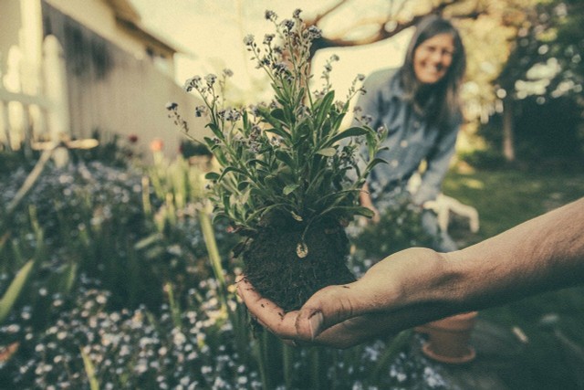 Avoid Plastic Plant Pots: 8 Alternatives