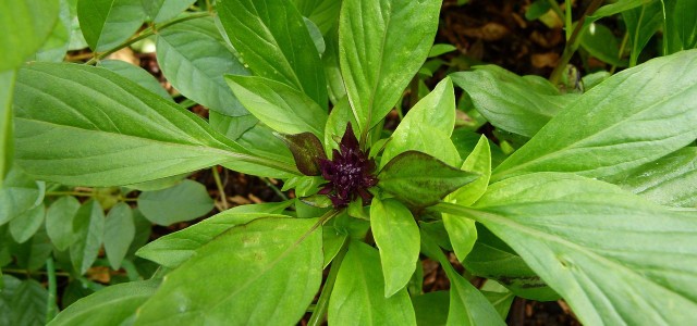 Thai Basil: How To Grow And Use It