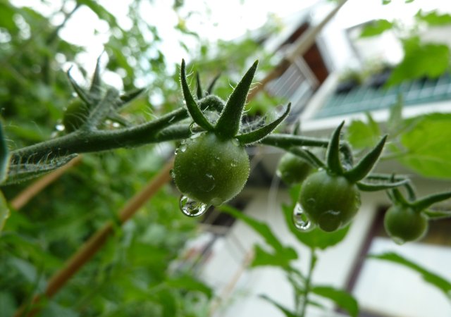 Planting Tomatoes On The Balcony: How To Do It!