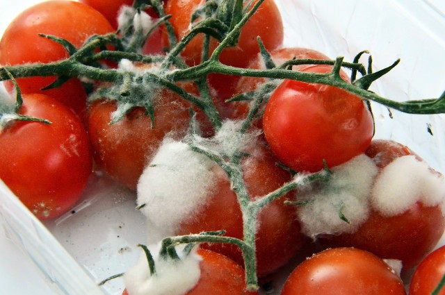 Tomaten Sind Besonders Haeufig Von Grauschimmel Bet Cc0 Pixabay Adonyig 211224 Download 