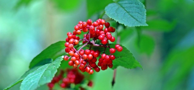 How To Plant And Care For Grape Elderberry Plant