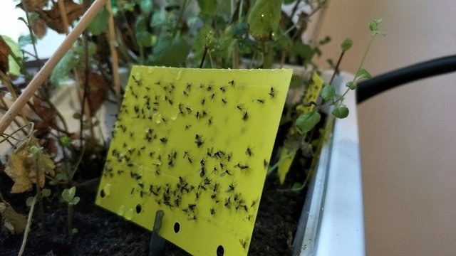 Fight Fungus Gnats: Home Remedies Against Flies In The Potting Soil