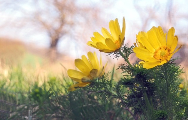 How To Plant And Care For Adonis Florets
