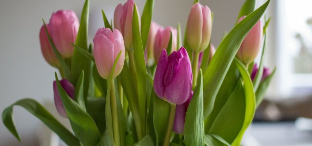 4 Tips For Tulips In The Vase: How To Keep Them Fresh For A Long Time