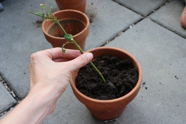 How To Propagate Roses With Cuttings: In A Potato Or In Soil