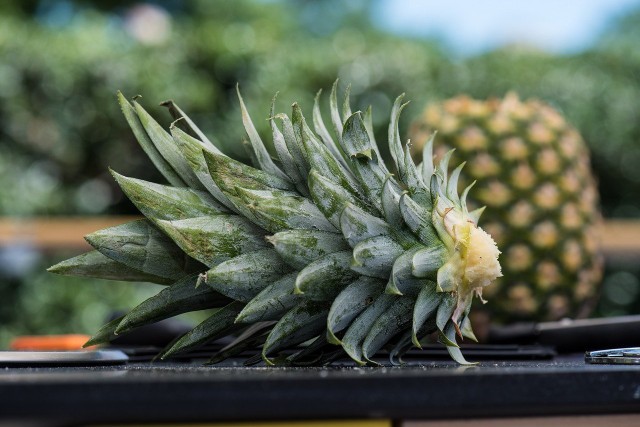 Grow Pineapple: How To Grow Them Yourself