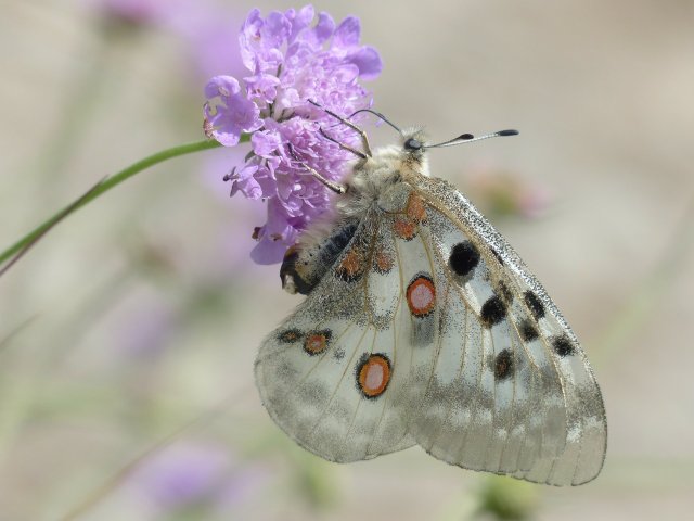 Flowering Strips: Why They Are Important For Insects