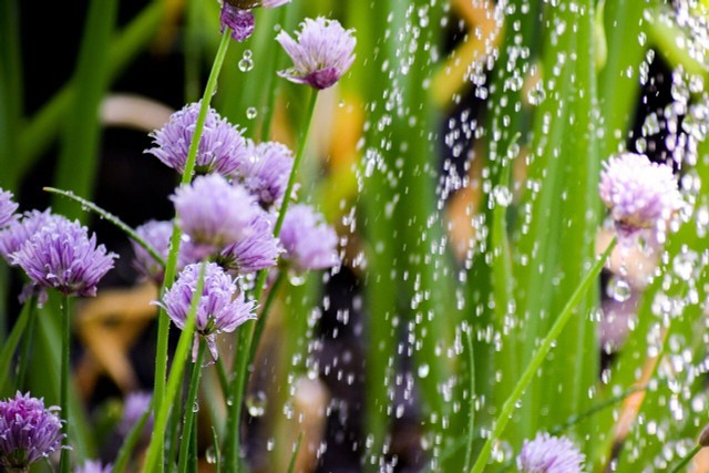 When Is The Best Time To Water Your Garden?