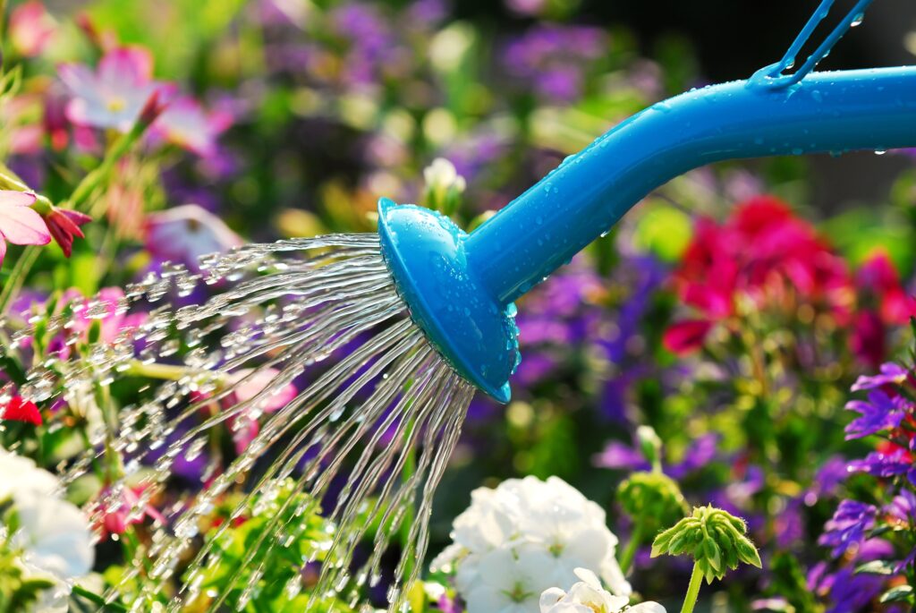 Mistakes You Should Avoid When Watering Flowers