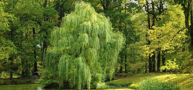 How To Plant And Care For Willows