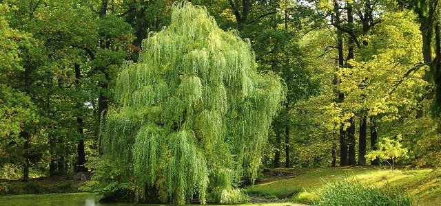 How To Plant And Care For Willows - Gardeninguru