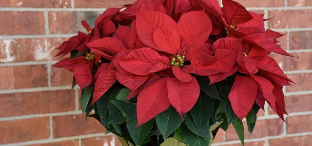 Poinsettia Care: What You Need To Do Now To Make It Lush And Red For Christmas