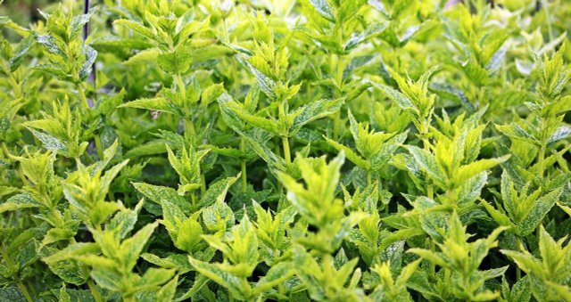 Propagate Mint: How To Get A Rich Harvest