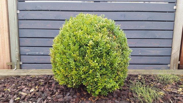 Transplant Boxwood: How To Do It