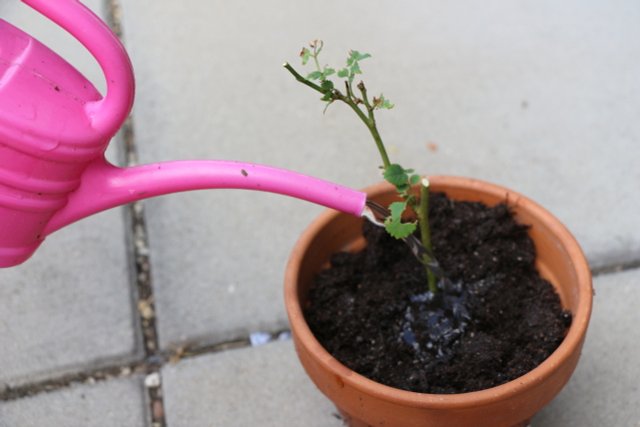 How To Propagate Roses With Cuttings: In A Potato Or In Soil
