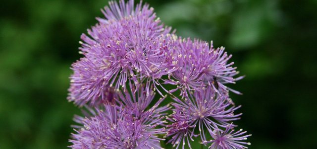Meadow Rue: How To Plant, Care For And Propagate It